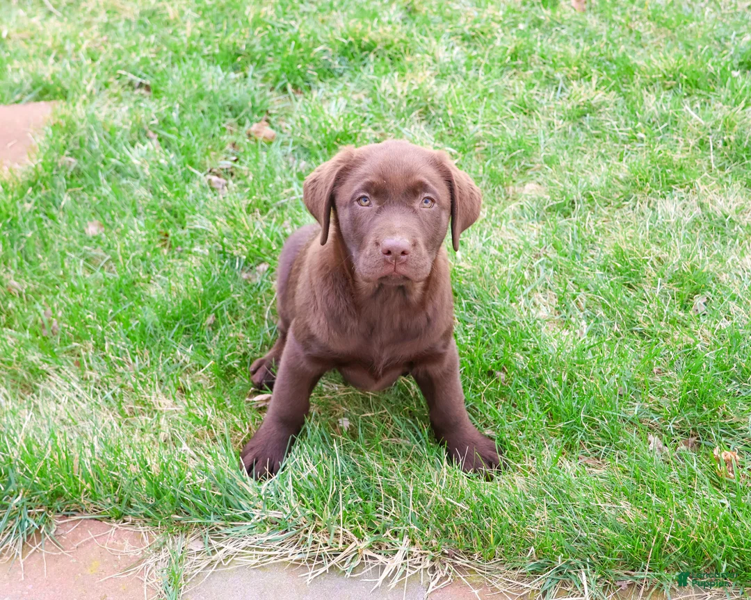 Labrador Retriever dogs for sale: Macy - Ad 2