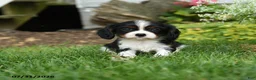 Cavalier King Charles Spaniel dogs for sale: Blazer - Ad 3