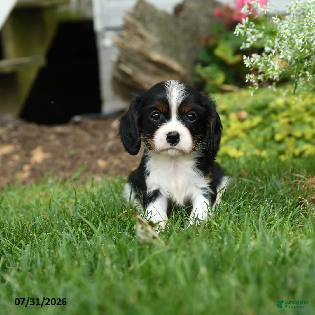 Cavalier King Charles Spaniel dogs for sale: Blazer - Ad 3