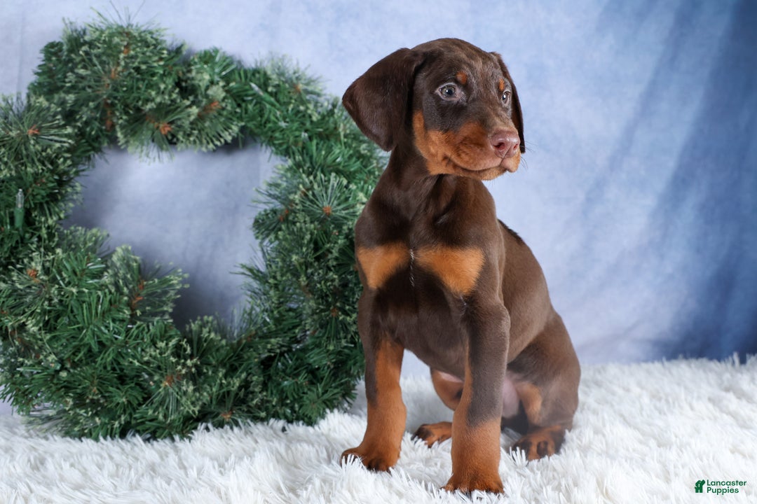 Doberman Pinscher dogs for sale: TOBY - Ad 4