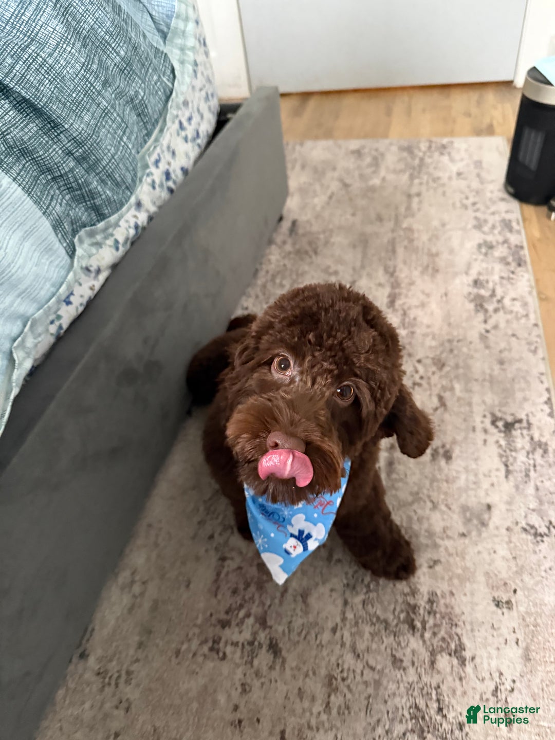 Cockapoo dogs for sale: Cockapoo Puppy 1 - Ad 1