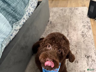 Cockapoo dogs Cockapoo Puppy 1 - Ad 11