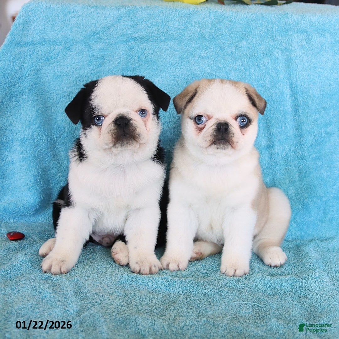 Pug dogs for sale: Mary Lou - Ad 2