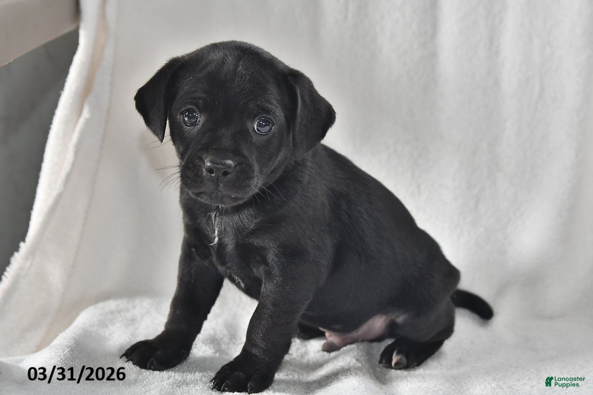 Mixed Breed dogs Ollie - Ad 2