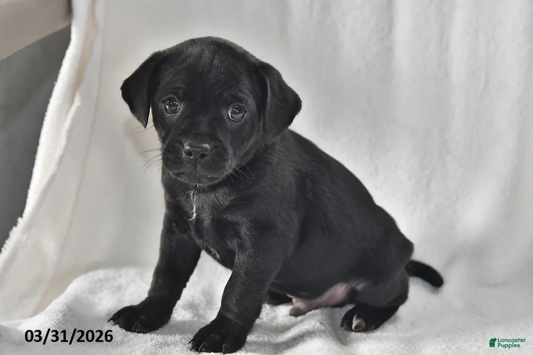 Mixed Breed dogs for sale: Ollie - Ad 2