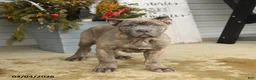 Cane Corso dogs for sale: Maverick - Ad 5