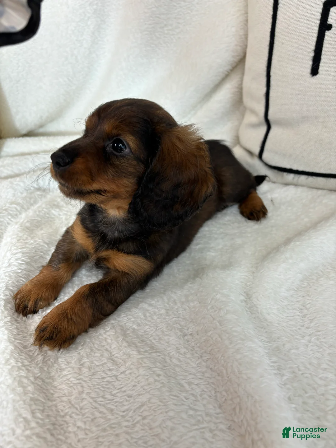 Dachshund dogs for sale: Dixie - Ad 4