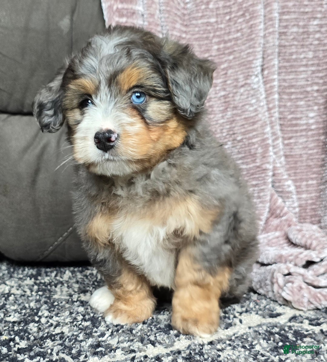 Mini Bernedoodle dogs for sale: Mini Watts - Ad 25