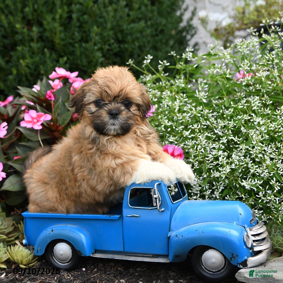 Shih Tzu dogs for sale: Millie - Ad 2