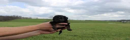 Mini Goldendoodle dogs for sale: Hendrix - Ad 4