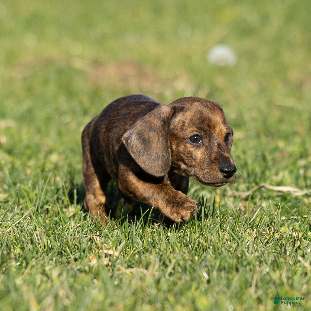 Dachshund dogs for sale: Cooper - Ad 5
