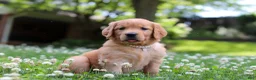 Golden Retriever dogs for sale: Willow - Ad 6