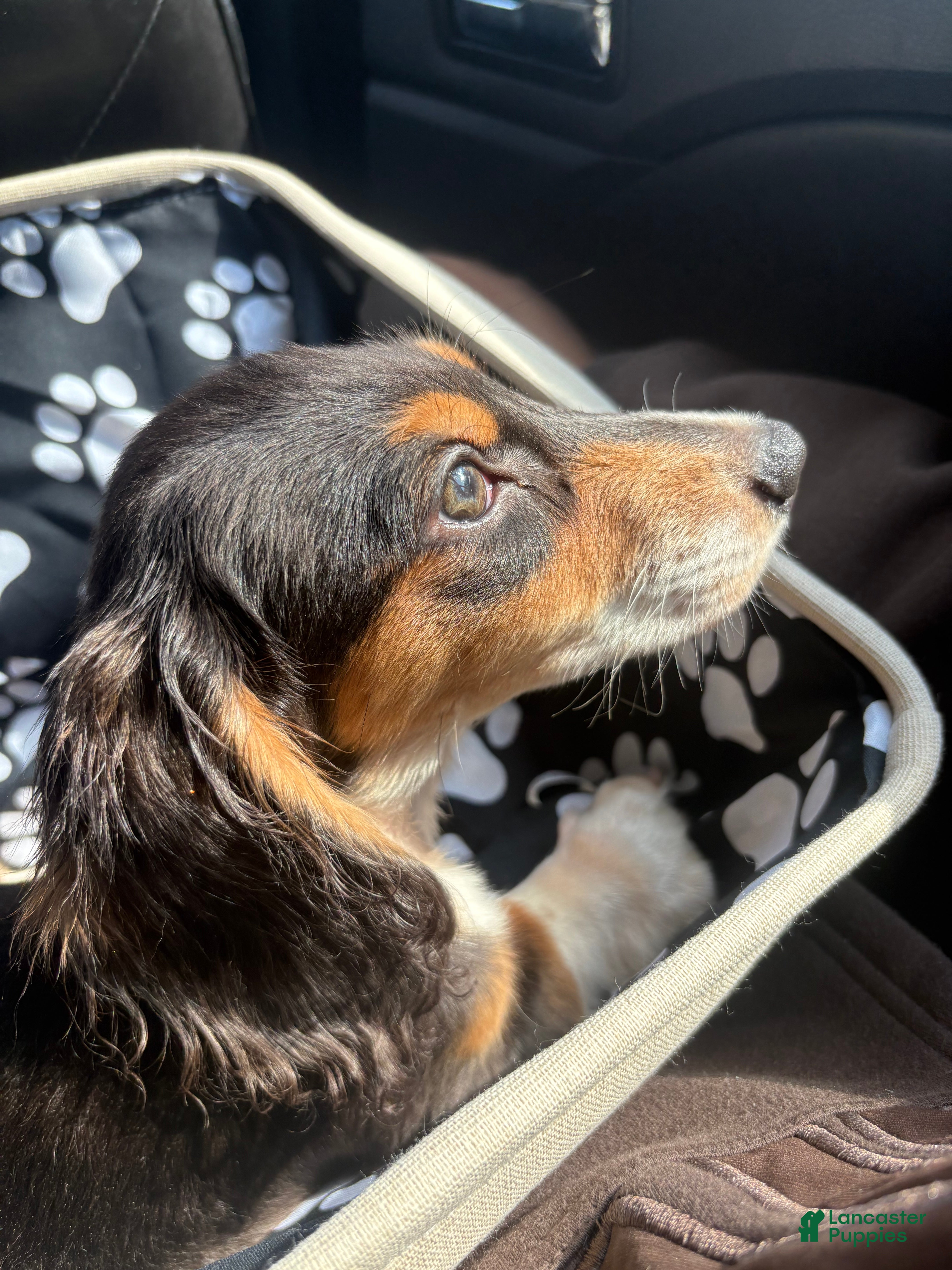 Miniature Dachshund dogs hudda - Ad 33
