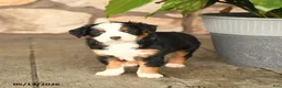 Mini Bernedoodle dogs for sale: Freddie - Ad 3