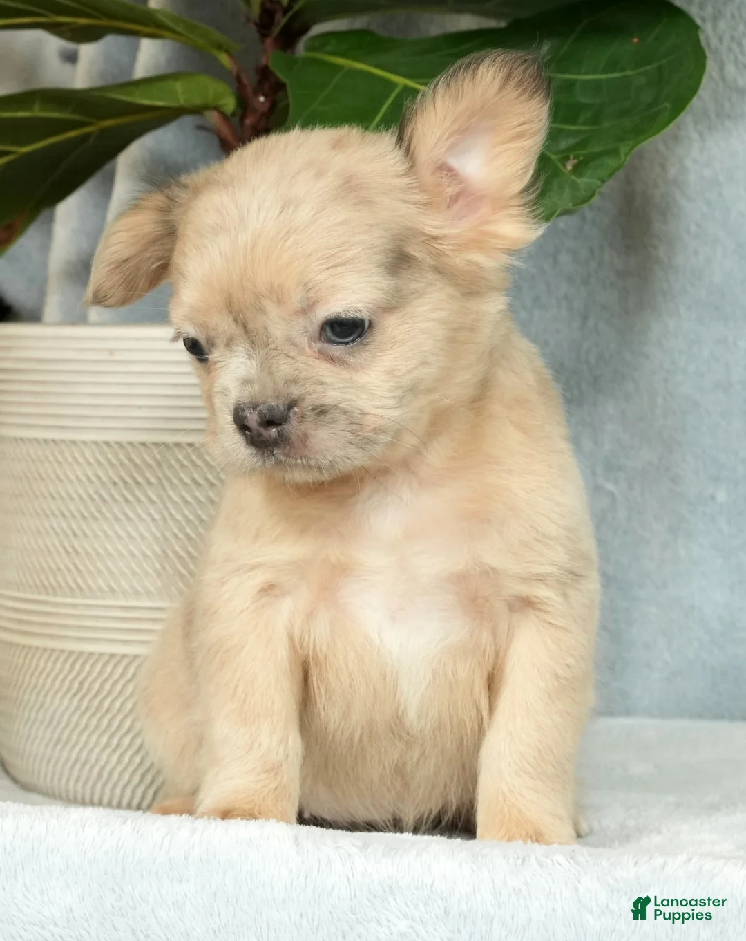 French Bulldog dogs for sale: Avril - Ad 12