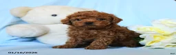 Toy Poodle dogs for sale: Whistle - Ad 5