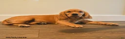 Miniature Golden Retriever dogs for sale: Pickles - Ad 4