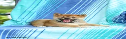 Shiba Inu dogs for sale: Peanut - Ad 3