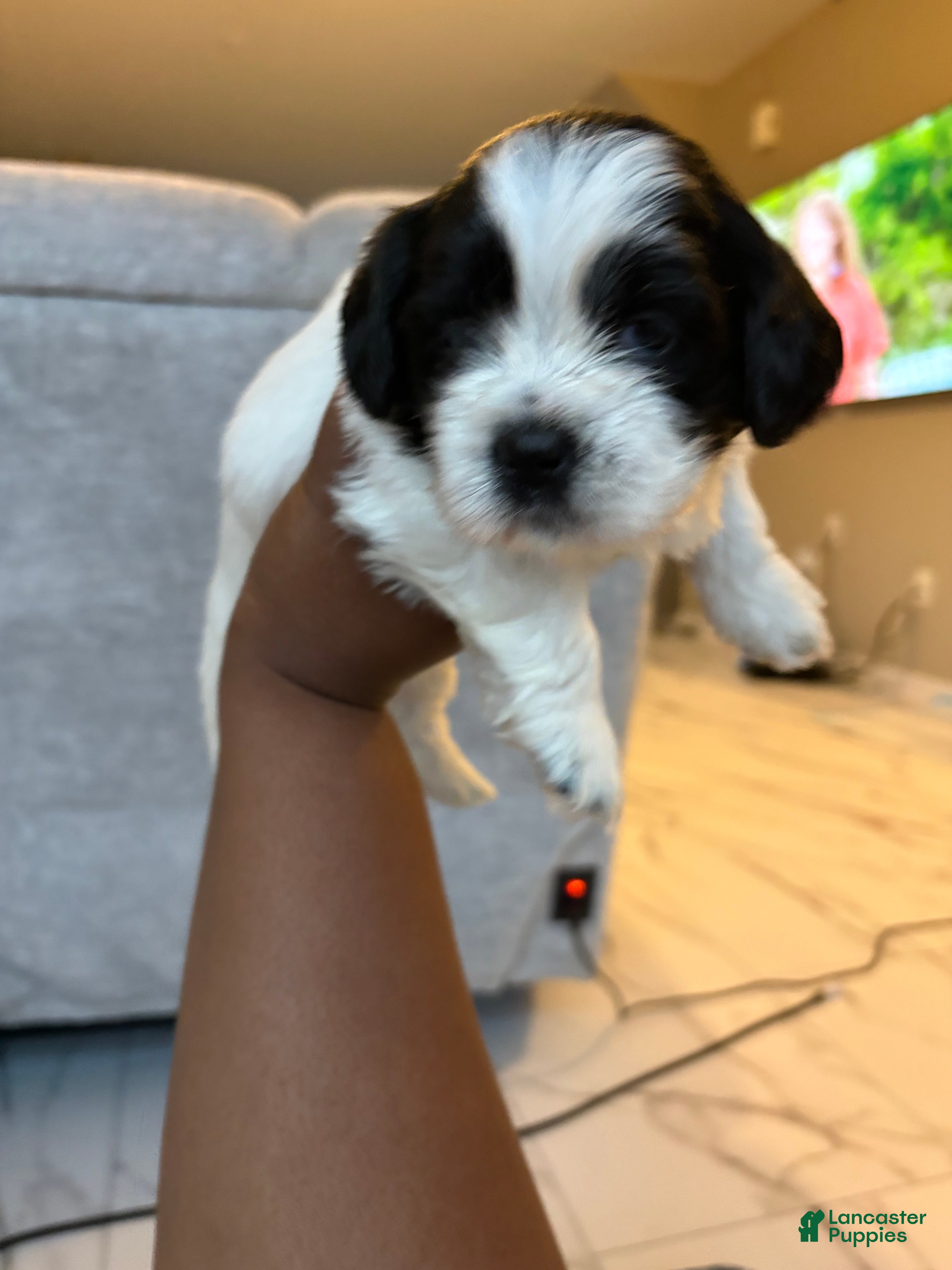 Shih Tzu dogs Shih Tzu Puppy 4 - Ad 1