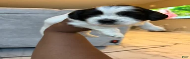 Shih Tzu Puppy 4