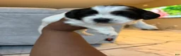 Shih Tzu dogs for sale: Shih Tzu Puppy 4 - Ad 1