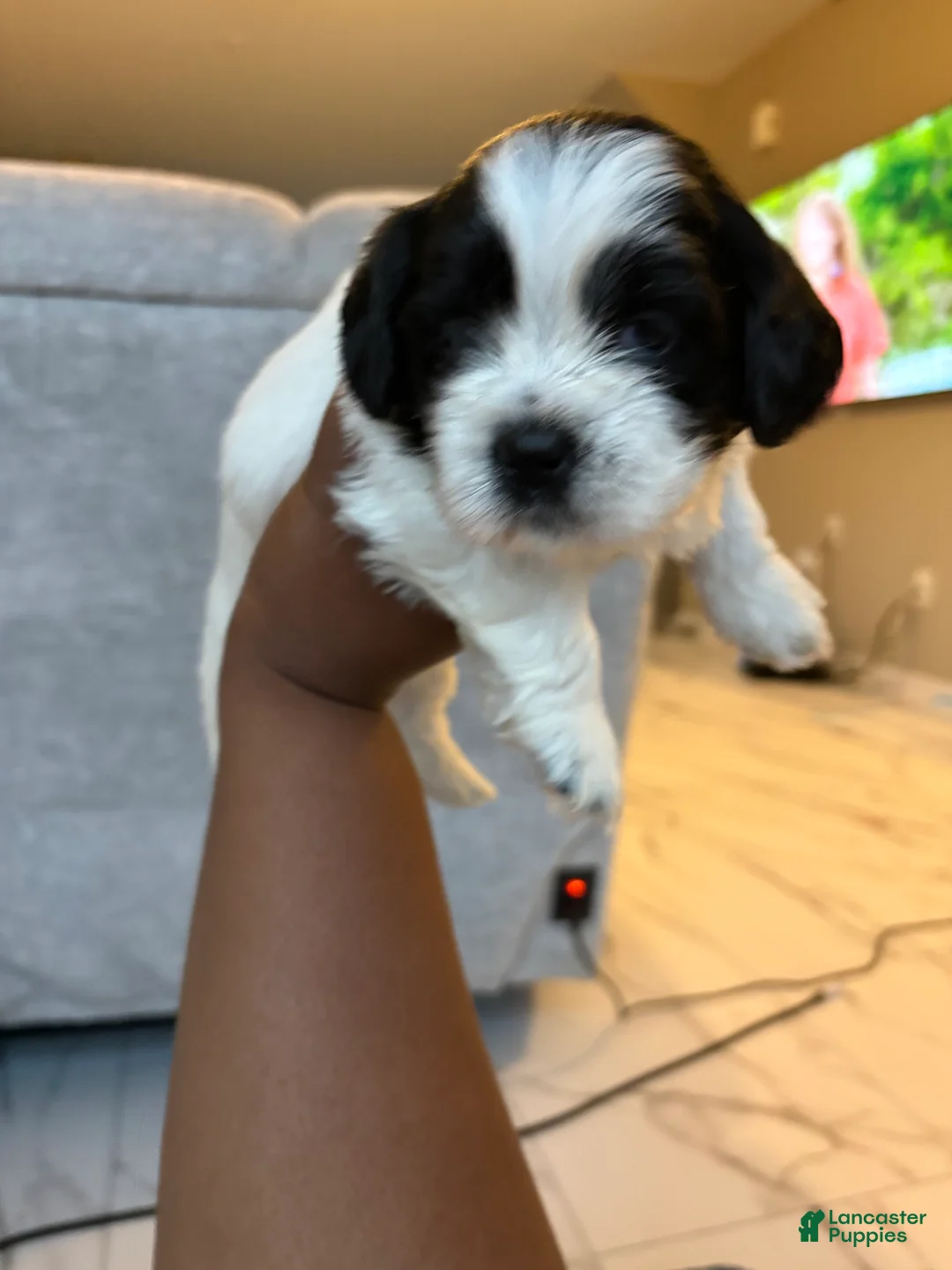 Shih Tzu dogs for sale: Shih Tzu Puppy 4 - Ad 1