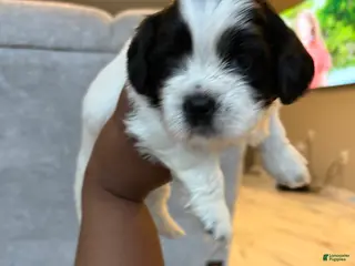 Shih Tzu dogs for sale: Shih Tzu Puppy 4 - Ad 2