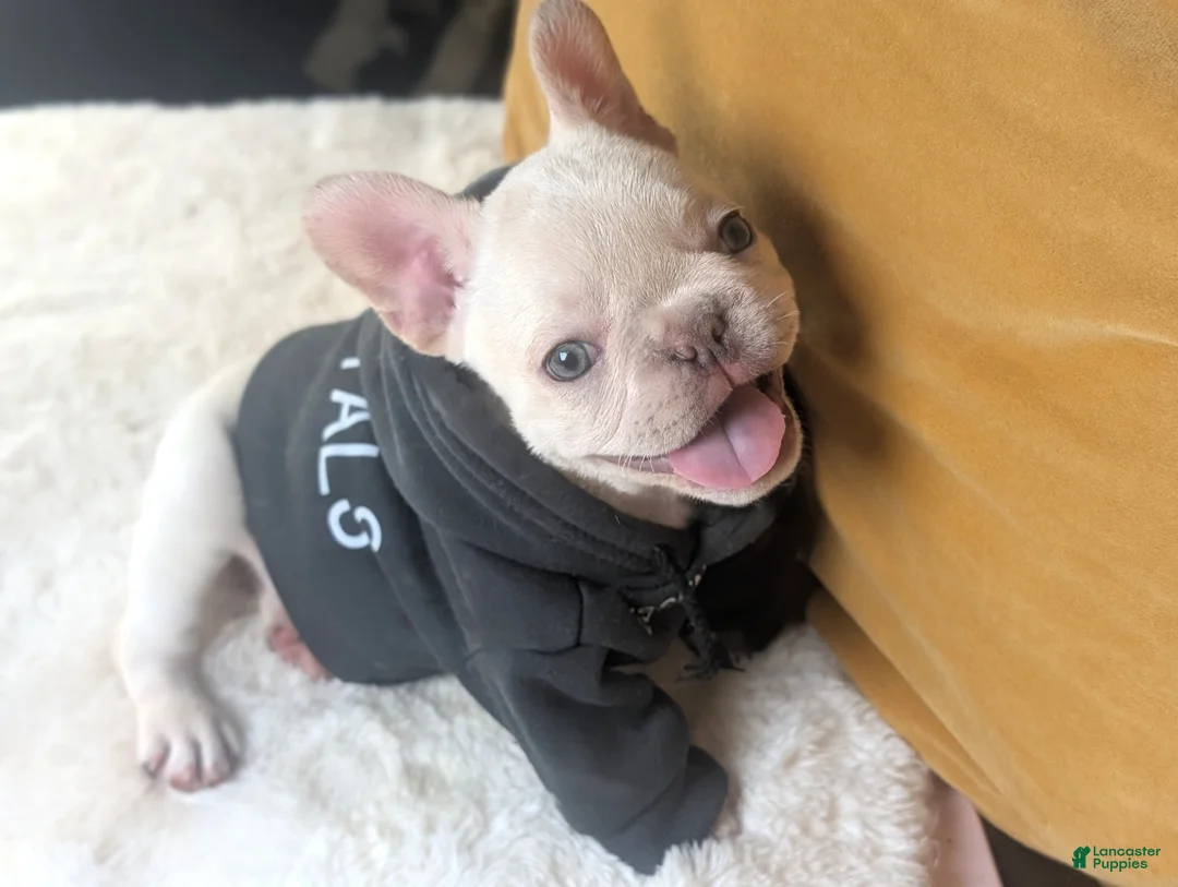 French Bulldog dogs for sale: CASEY - Ad 2