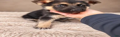 German Shepherd Female 5 