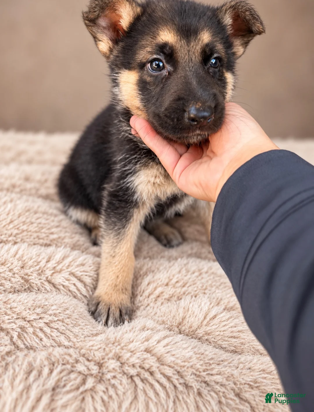 German Shepherd dogs for sale: German Shepherd Female 5  - Ad 1