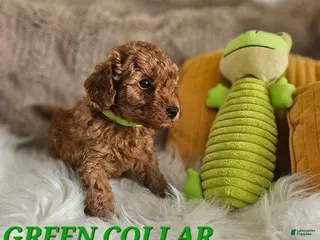 Toy Poodle dogs Toy Poodle Puppy 2 - Ad 16