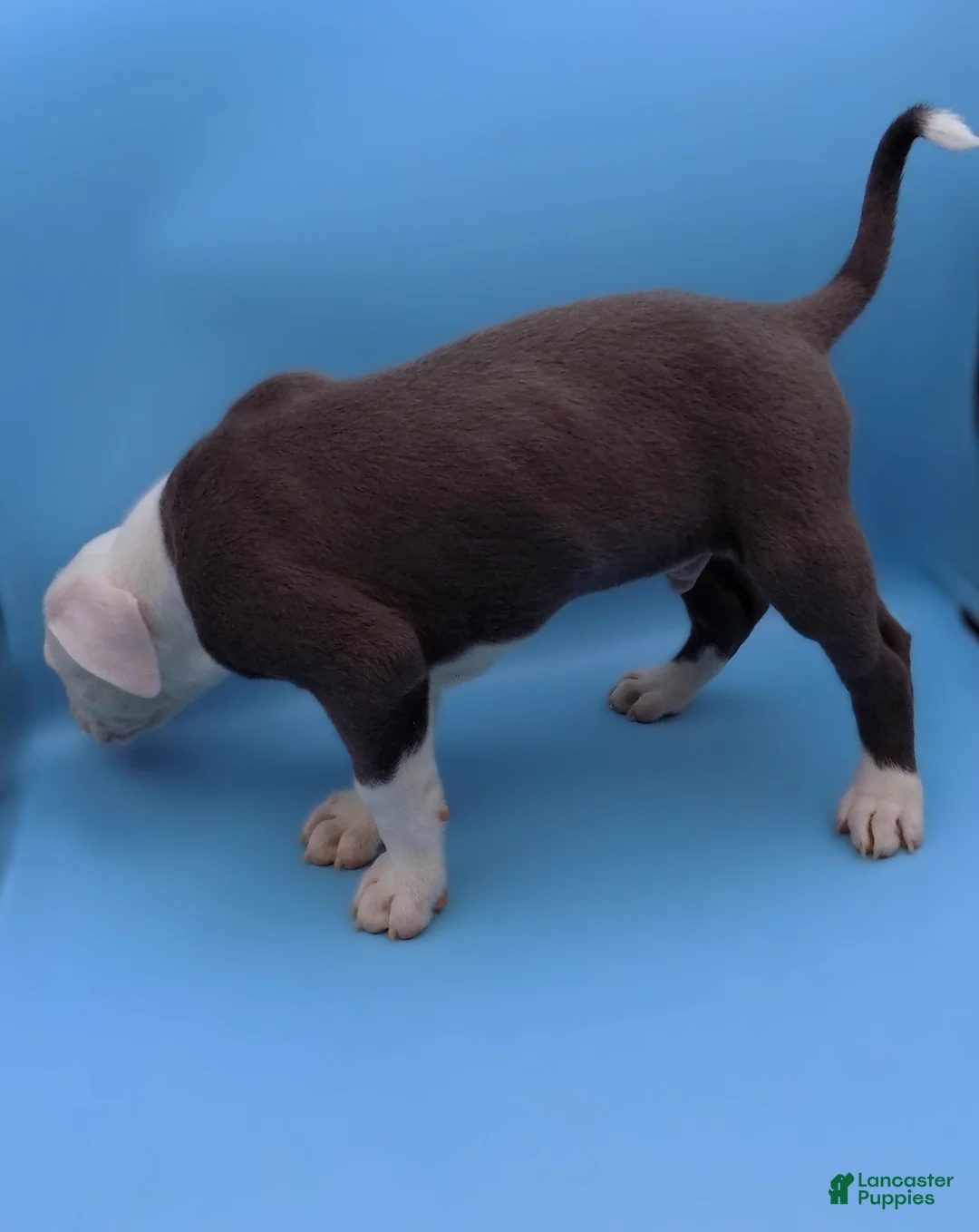 Mixed Breed dogs for sale: Mambo - Ad 8