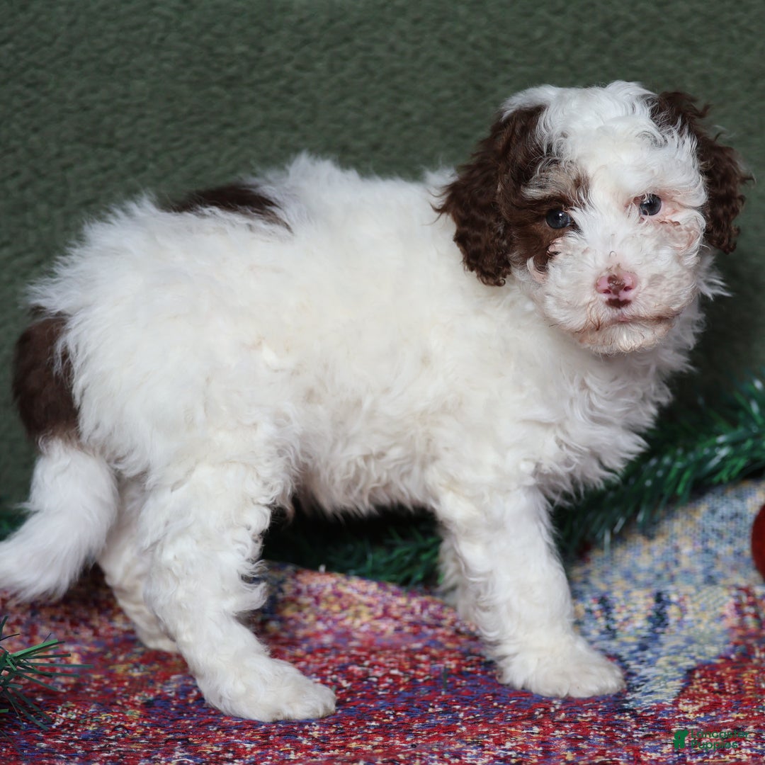 Miniature Poodle dogs for sale: Skipper - Ad 5