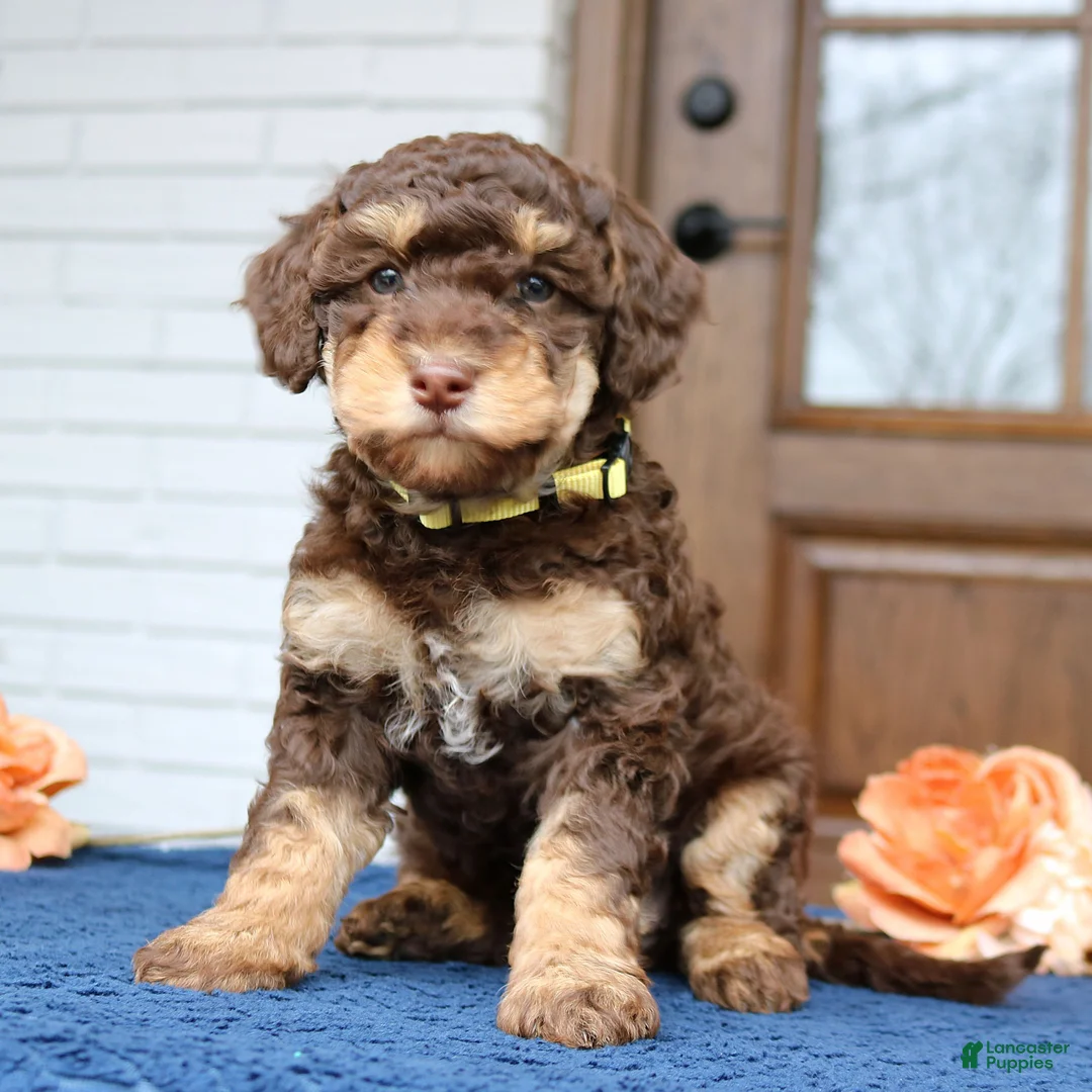 Mini Bernedoodle dogs for sale: Daisy  - Ad 2