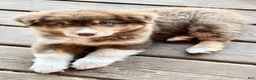Australian Shepherd dogs for sale: AKC 4 Russell - Ad 4