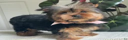 Yorkshire Terrier dogs for sale: Felicity - Ad 14
