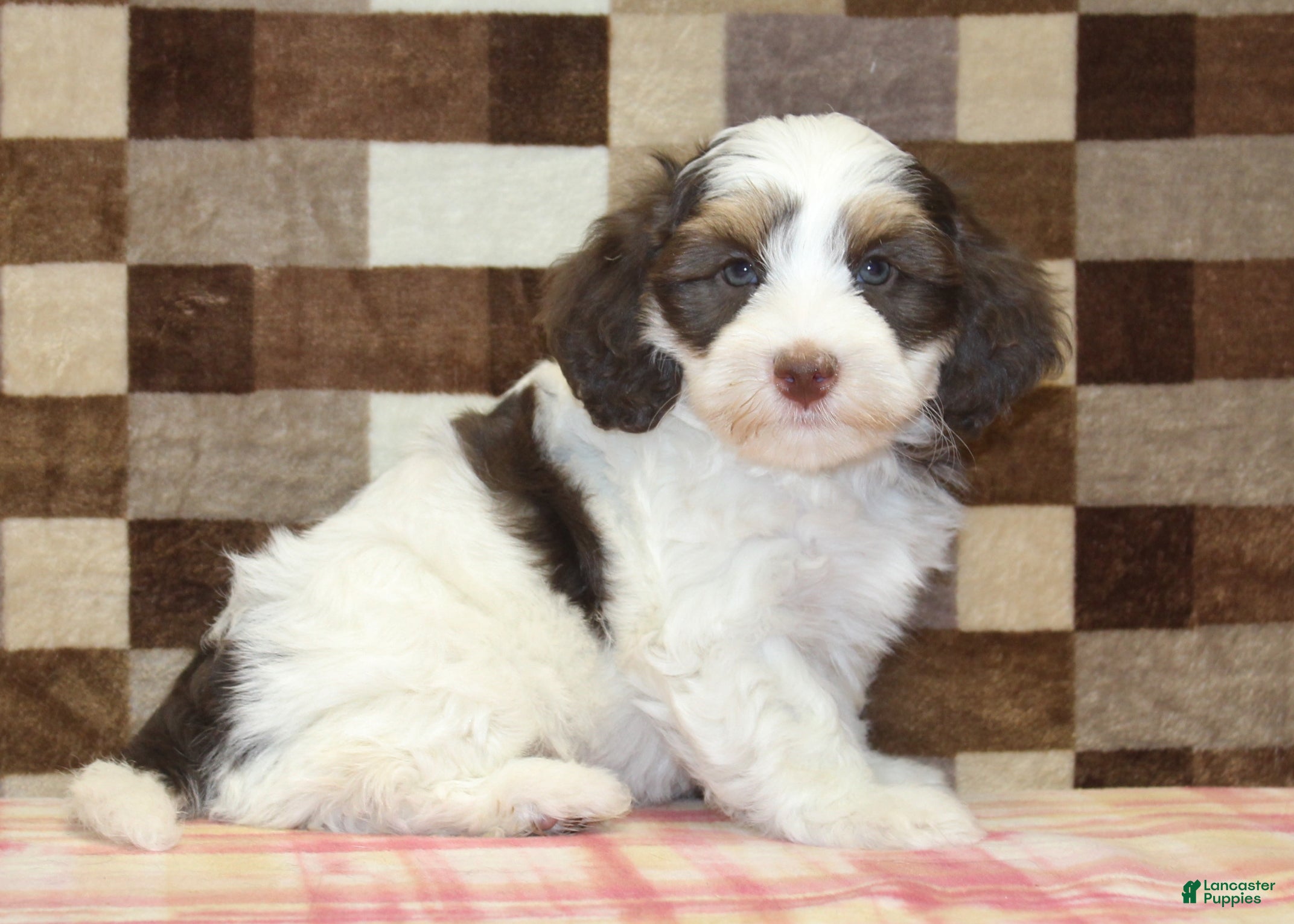 Mini Bernedoodle dogs Alex - Ad 7