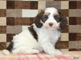 Mini Bernedoodle dogs Alex - Ad 36