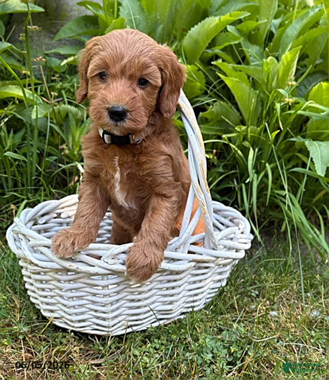 Goldendoodle dogs for sale: Athena - Ad 1