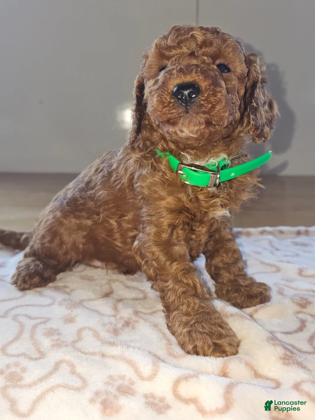 Miniature Poodle dogs for sale: Elvis - Ad 1