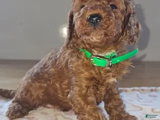 Miniature Poodle dogs Elvis - Ad 8