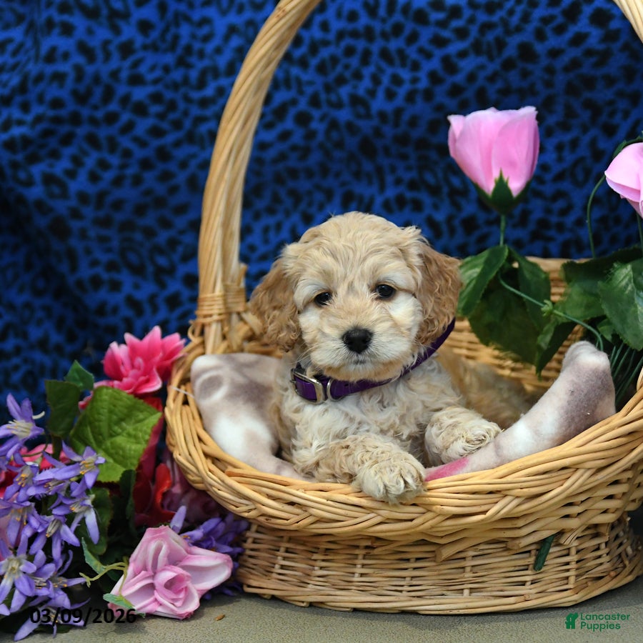 Cockapoo dogs Fluffy - Ad 1