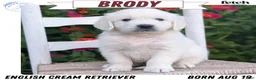 Golden Retriever dogs for sale: Brody - Ad 1