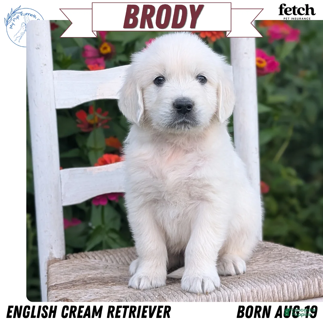 Golden Retriever dogs for sale: Brody - Ad 1