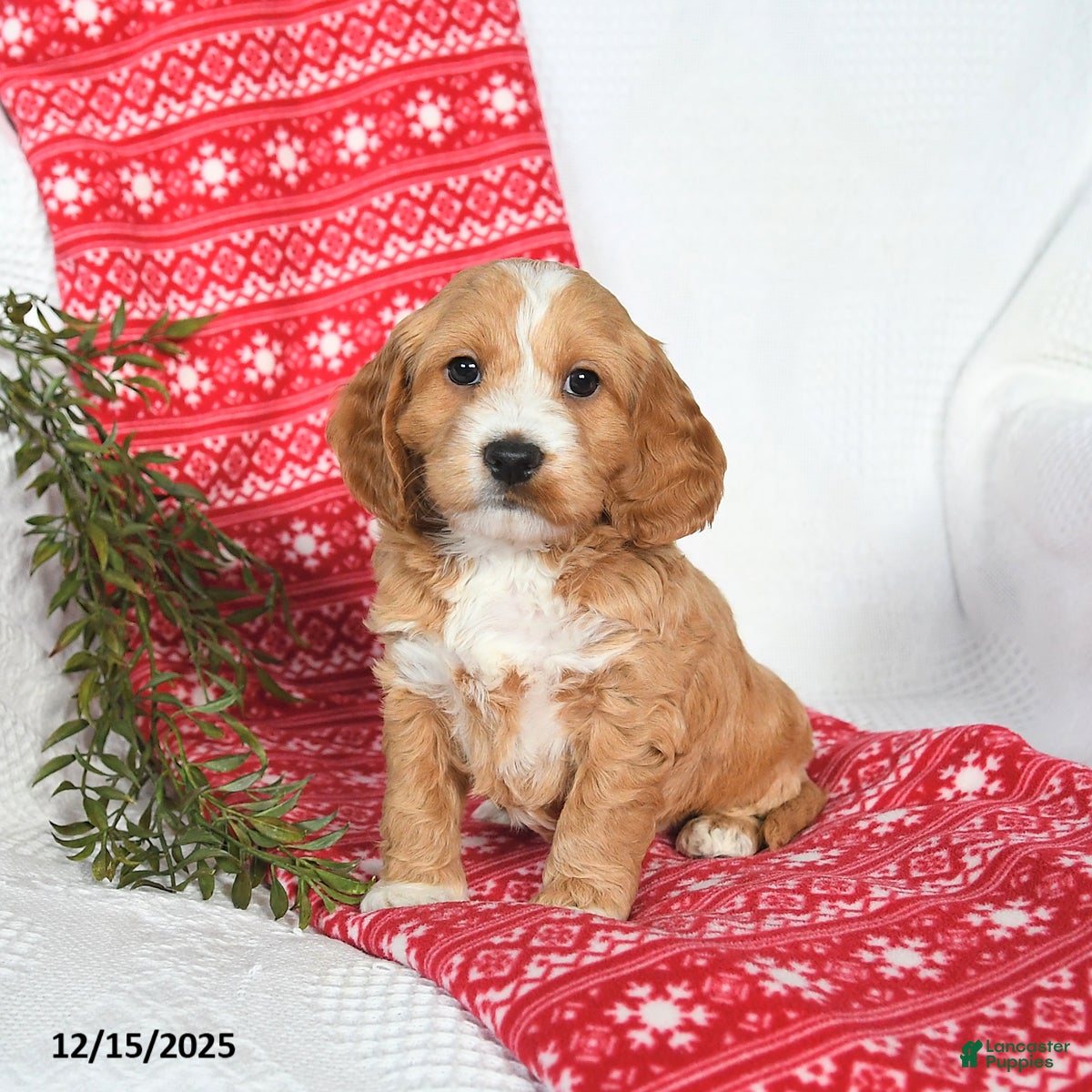 Cockapoo dogs Otter - Ad 4