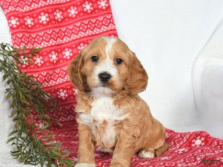 Cockapoo dogs Otter - Ad 4