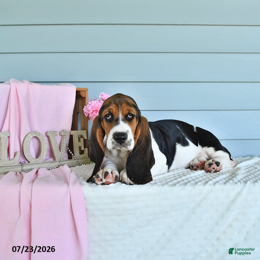 Basset Hound dogs for sale: Lexie - Ad 2