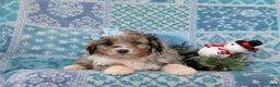 Mixed Breed dogs for sale: Brielle - Ad 8