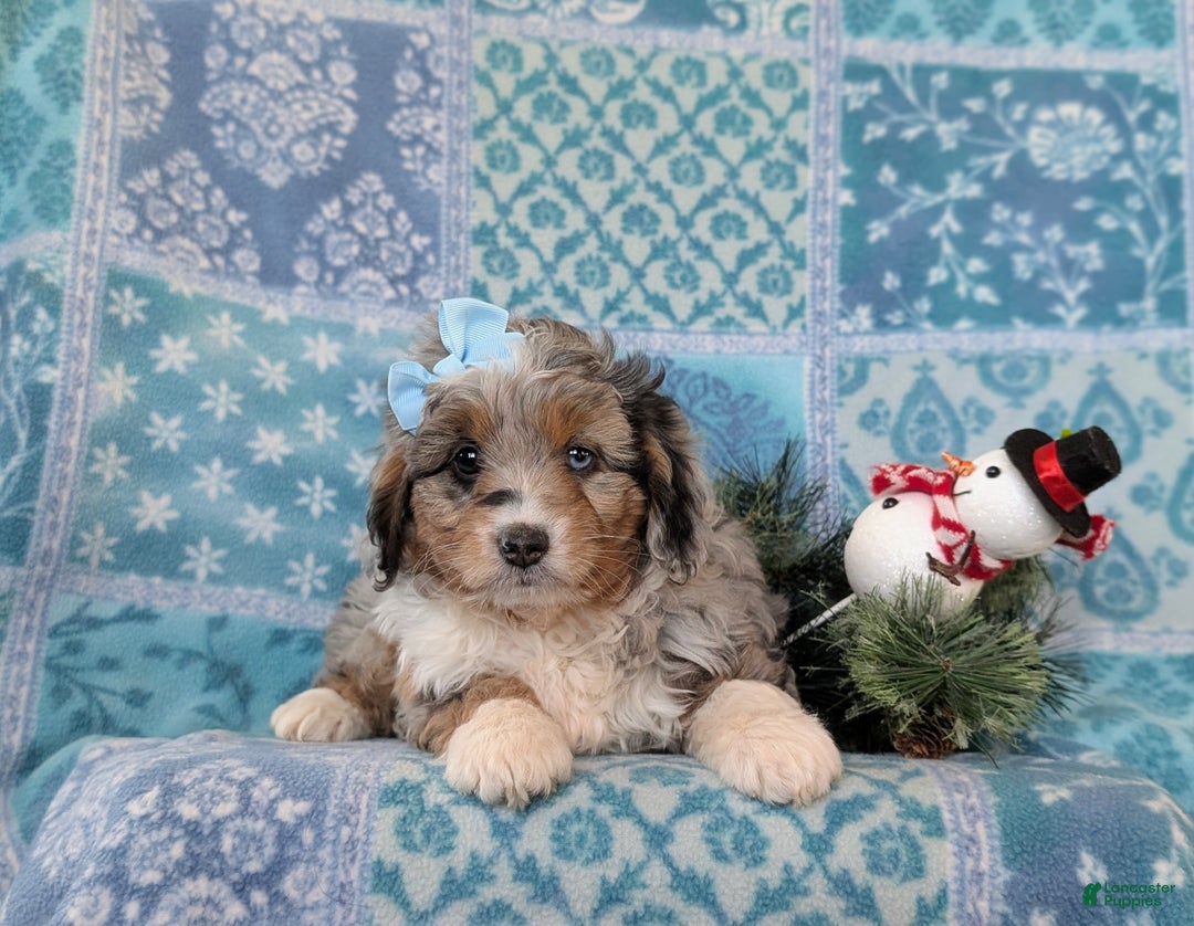 Mixed Breed dogs for sale: Brielle - Ad 8