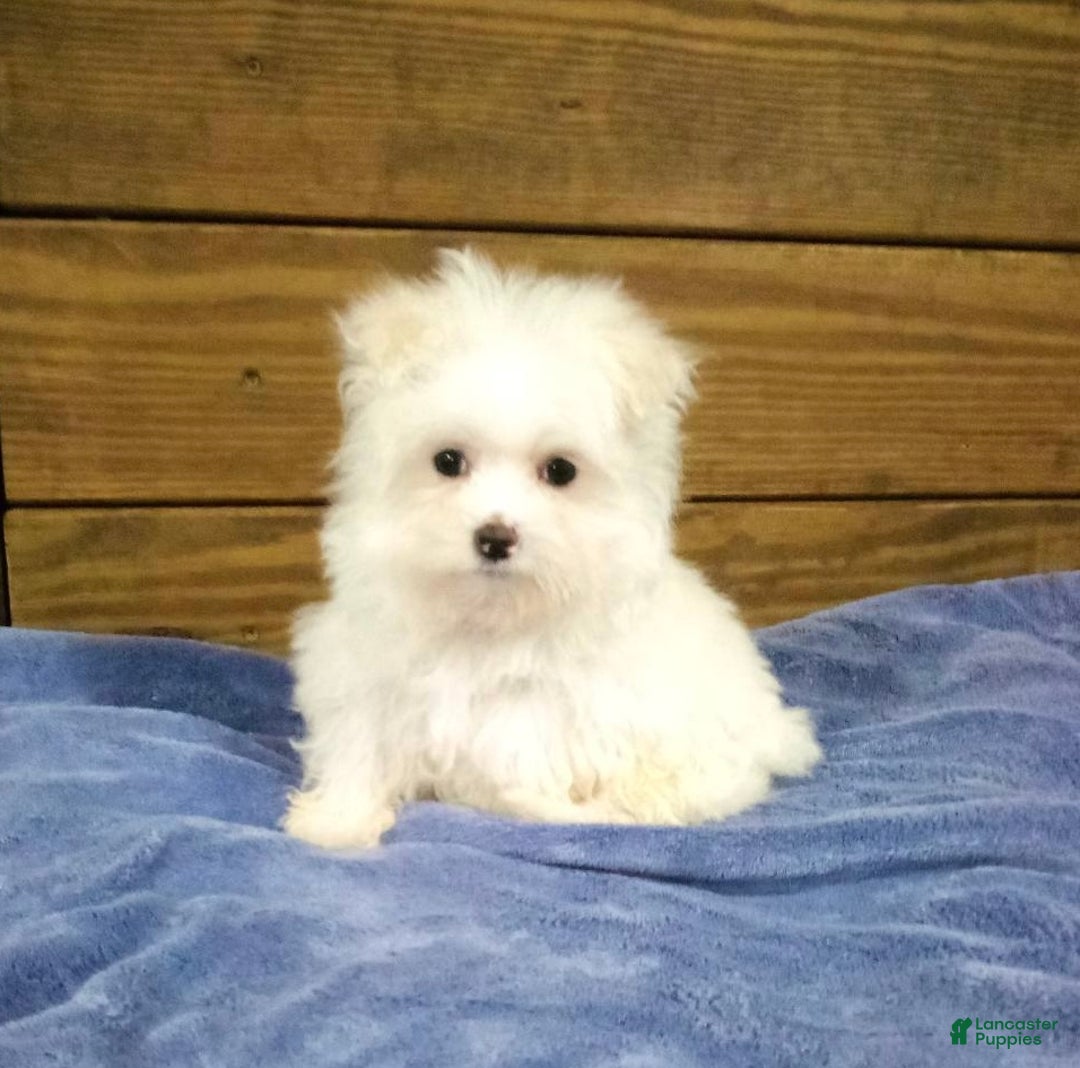 Maltese dogs for sale: Snowy - Ad 2